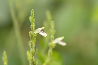 Close-up of flower bud