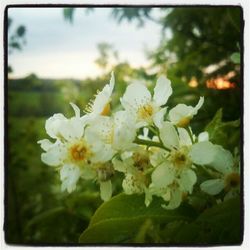 Close-up of white flowers blooming outdoors