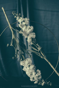 Close-up of white flowers in vase