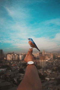 Close-up of bird perching on hand against cityscape