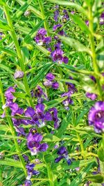 Close-up of purple flowers blooming in field