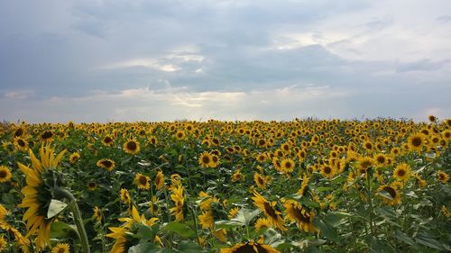 Sunflowers blooming on field against sky