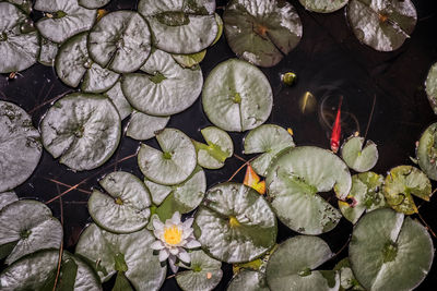 High angle view of lotus water lily in lake