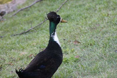 Close-up of a bird on field