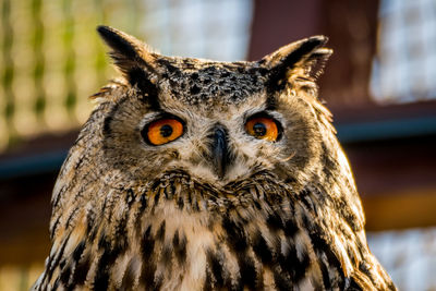 Close-up portrait of owl