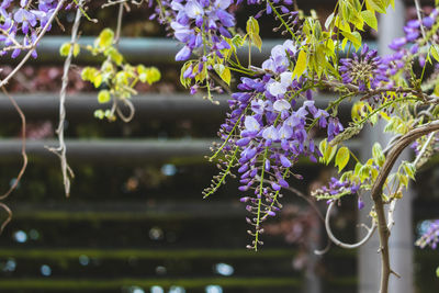 Wisteria in bloom, colchester castle park, england, uk, may 2021