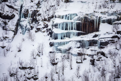 Aerial view of snow covered land and trees