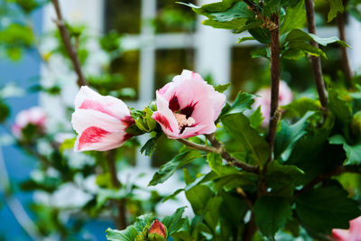 Close-up of pink rose