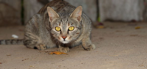 A pet cat sitting in the courtyard of the house looking at the camera, india- asia