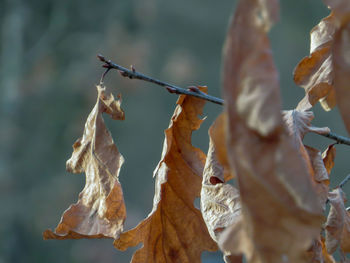 Close-up of dry leaves