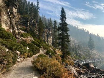 Scenic view of road amidst trees against sky