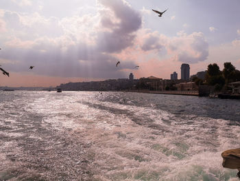 Seagulls flying over sea in city