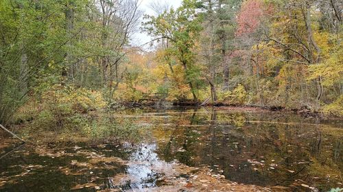 Stream flowing amidst trees in forest