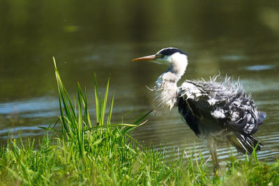 Gray heron in lake