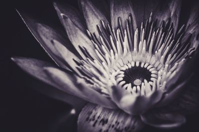 Close-up of purple flowering plant