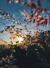 Close-up of plant against sky