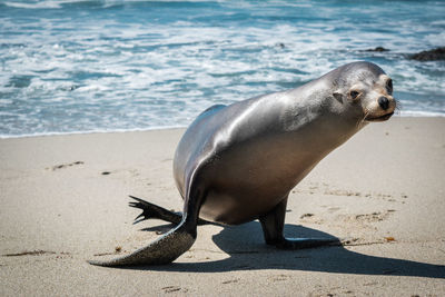 High angle view of sea lion on beach