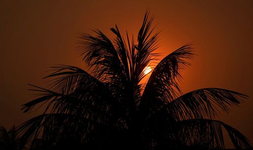 Low angle view of palm trees