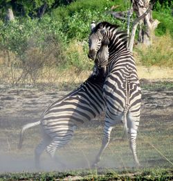 Zebra standing on grass