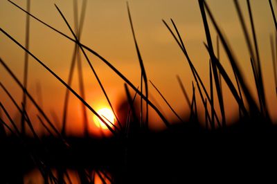 Close-up of silhouette plants against romantic sky at sunset