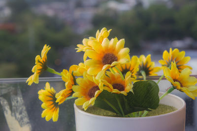 Close-up of yellow flowering plant