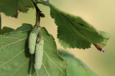 Close-up of leaves on plant