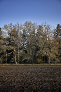 Bare trees on field against sky