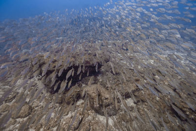 School of fish swimming over ocean floor in sea