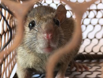 Close-up portrait of an animal in cage