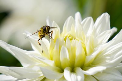 Close-up of bee pollinating on flower