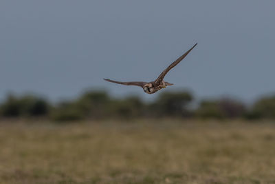 Bird flying over land against clear sky