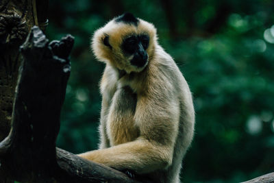 Close-up of monkey sitting on tree