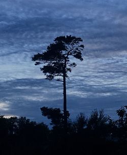 Low angle view of silhouette trees on field against sky at dusk