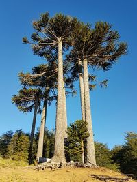 Palm tree against clear blue sky