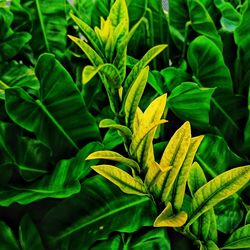 High angle view of green leaves on plant