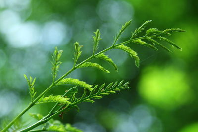 Close-up of fresh green leaves