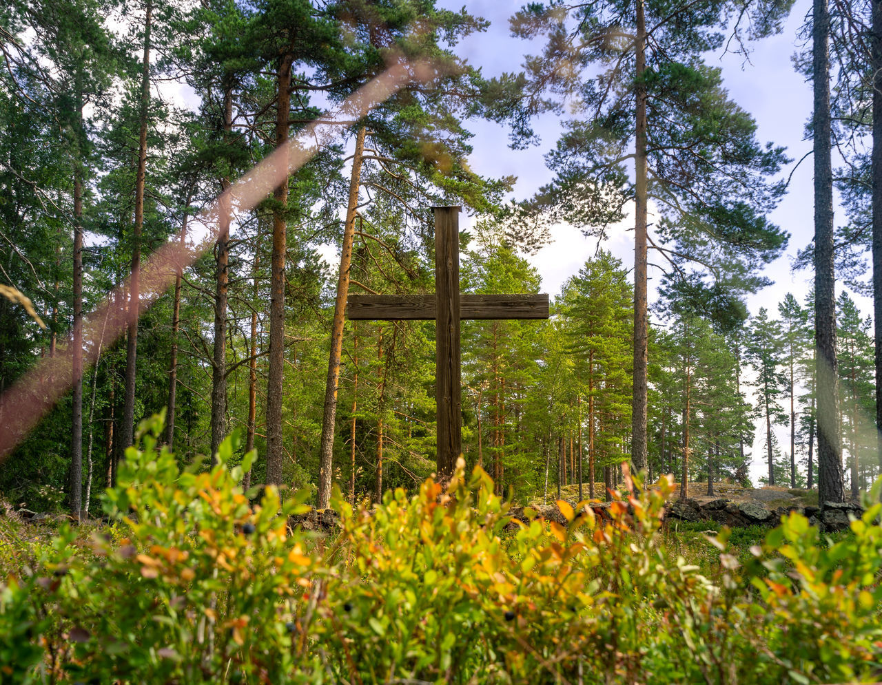 SCENIC VIEW OF FOREST