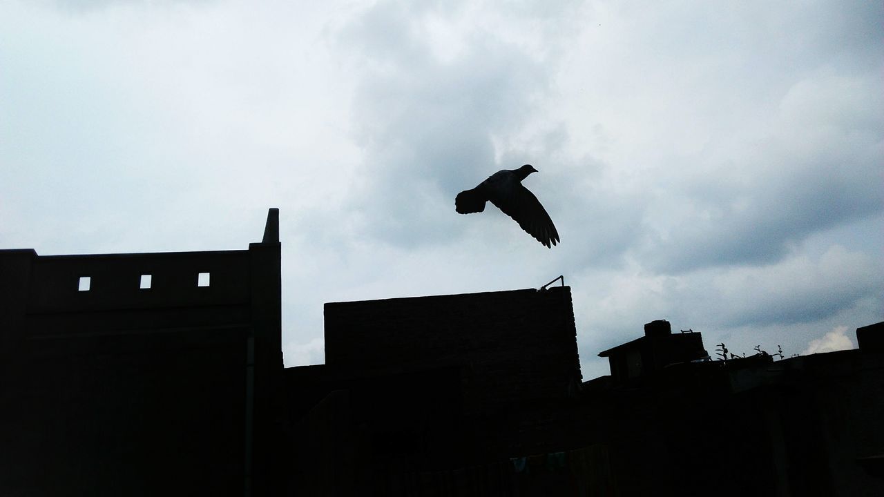 LOW ANGLE VIEW OF SILHOUETTE BIRD FLYING OVER BUILDING