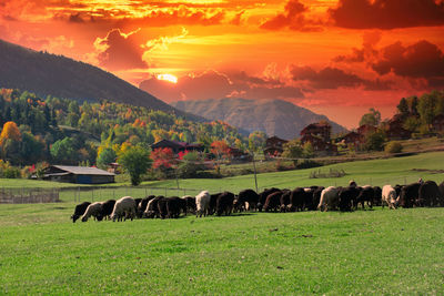 Cows grazing on field against sky during sunset