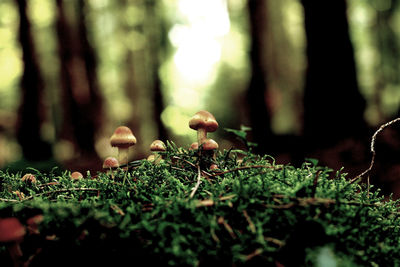 Close-up of mushroom growing on field