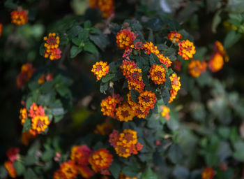Close-up of orange marigold flowers