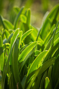 Beautiful green leaves of a spring onion. spices in a garden. 