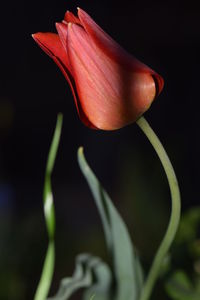Close-up of flower against blurred background