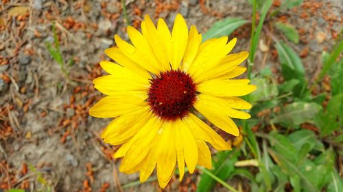 Close-up of yellow flower