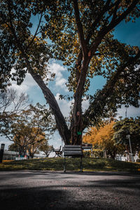 Trees by street in city against sky