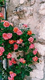 Close-up of pink flowering plant against wall