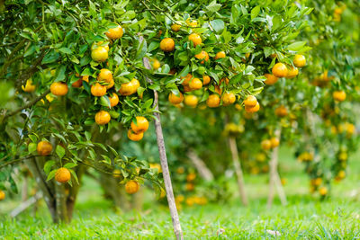 Orange fruits growing on field