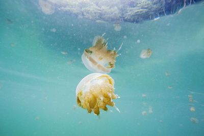 Close-up of jellyfish swimming in sea