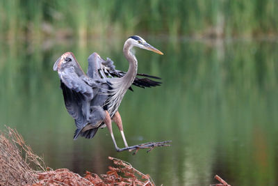 High angle view of gray heron flying over lake