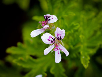 Close-up of purple flowering plant